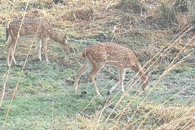 Jaipur Ranthambore Full Day Private Tour - Arriving at Ranthambore around 12:30 p.m.