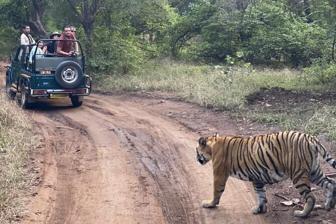 Jaipur Ranthambore Full Day Private Tour - What you may see during the four-hour safari
