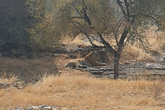 Jaipur Ranthambore Full Day Private Tour - The three-hour return to Jaipur
