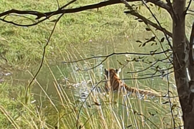 Jaipur Ranthambore Full Day Private Tour - Leaving Jaipur for Sawai Madhopur