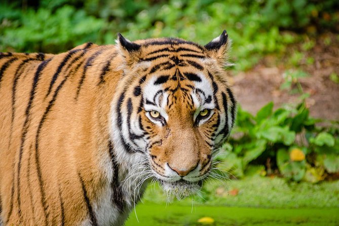Jaipur Ranthambore Same Day Tour (Ask us on Email before booking) - The Jaipur pickup and private drive