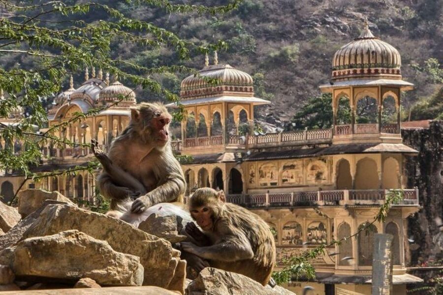 Jaipur sightseeing tour with monkey temple (Galta ji temple) - Hawa Mahal is an important omission from the timed list