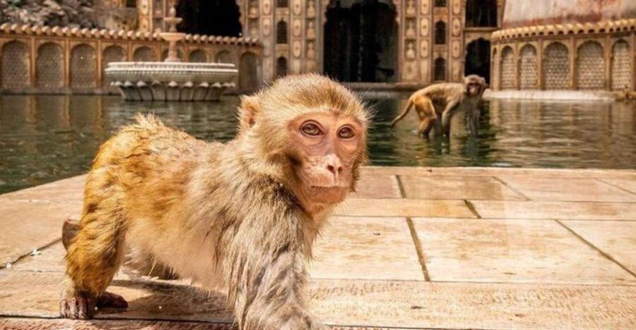 Jaipur sightseeing tour with monkey temple (Galta ji temple) - Panna Meena ka Kund and the short photo stop