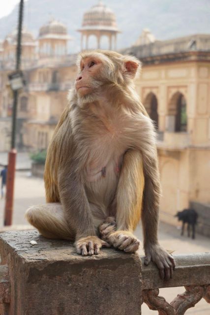Jaipur sightseeing tour with monkey temple (Galta ji temple) - City Palace brings Jaipur’s royal story together
