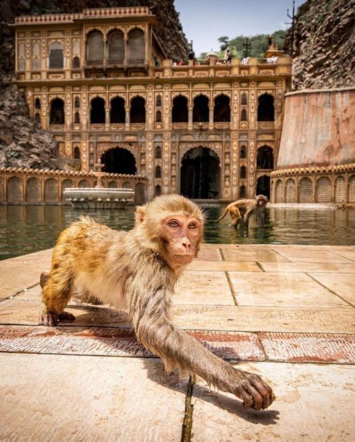 Jaipur sightseeing tour with monkey temple (Galta ji temple) - Amber Fort: Jaipur’s grand opening act