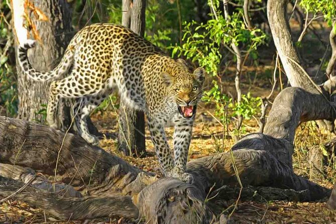 Jaipur to Jhalana Leopard reserve Private Day Trip All Inclusive - Key points at a glance