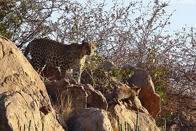 Jaipur to Jhalana Leopard reserve Private Day Trip All Inclusive - Why Jhalana makes a good Jaipur side trip