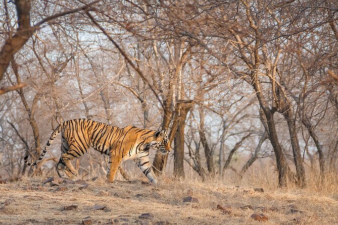 Jaipur to Ranthambore National Park Private One Day Trip - Three to four hours searching for wildlife