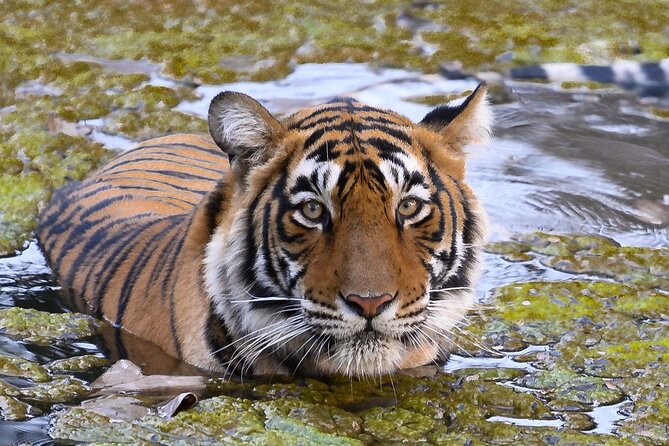 Jaipur to Ranthambore Same Day Tiger Safari - Key points before you book