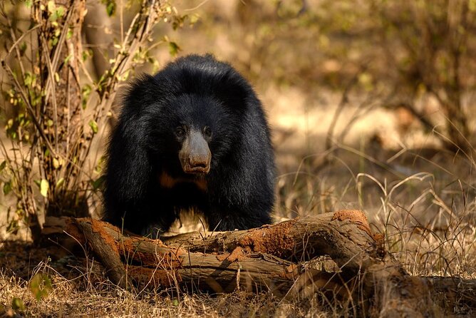 Jaipur to Ranthambore Same Day Tiger Safari - Why this Jaipur to Ranthambore day trip works