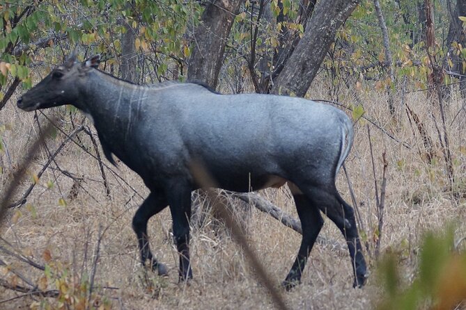 Jaipur to Ranthambore Same Day Tiger Safari - Reaching Ranthambore National Park around midday