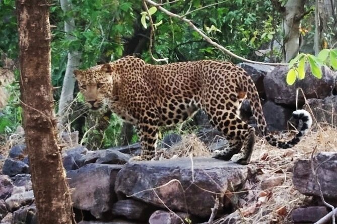 Jaipur to Ranthambore Same Day Tiger Safari - What the Canter safari is really like