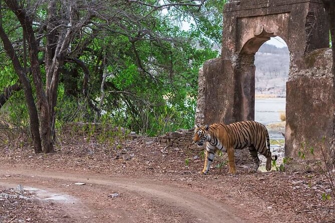 Jaipur to Ranthambore Same Day Tiger Safari - Looking for tigers without false promises