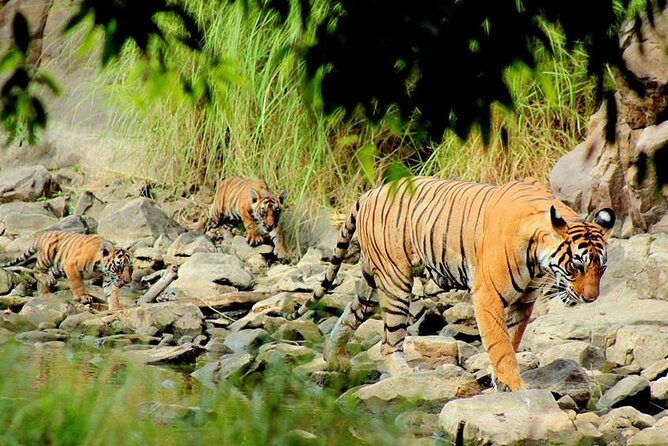 Jaipur to Ranthambore Same Day Tiger Safari - The return to Jaipur after the safari