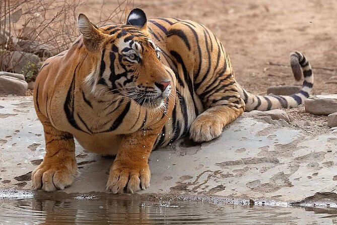 Jaipur to Ranthambore Same Day Tiger Safari - Is the $110 price good value?
