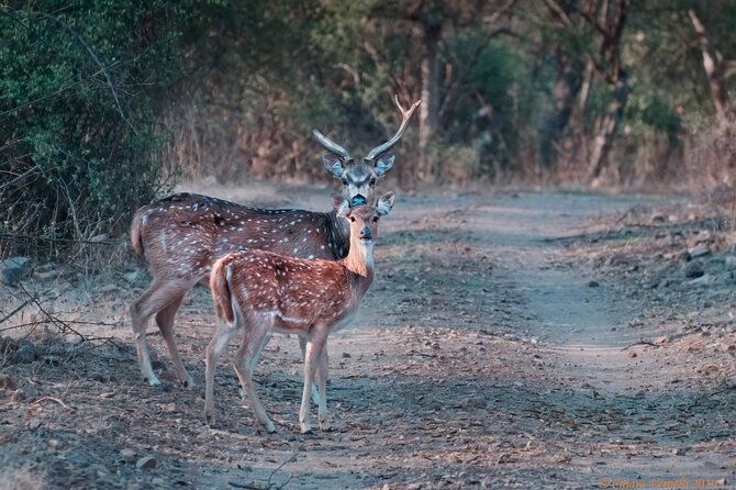 Jaipur to Ranthambore Same Day Tiger Safari - Booking details that can affect your day