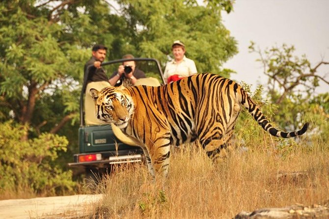 Jaipur to Ranthambore Tiger reserve Safari Day trip All Inclusive - Is $78.65 good value?