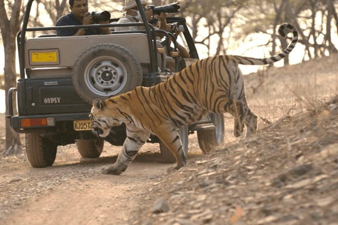 Jaipur to Ranthambore Tiger reserve Safari Day trip All Inclusive - Canter bus or gypsy: what the shared safari means