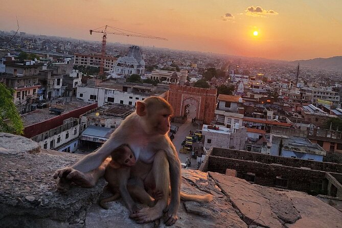 Jaipur Tuk Tuk Sightseeing Tour with Monkey Temple Sunset View - Royal Gaitor and the quieter side of Jaipur