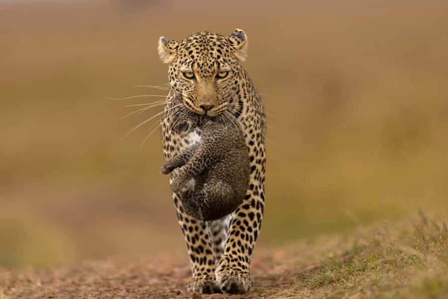 Jhalana Leopard Safari Jaipur – Sunrise & Sunset Jeep Safari - What the three-hour safari really includes
