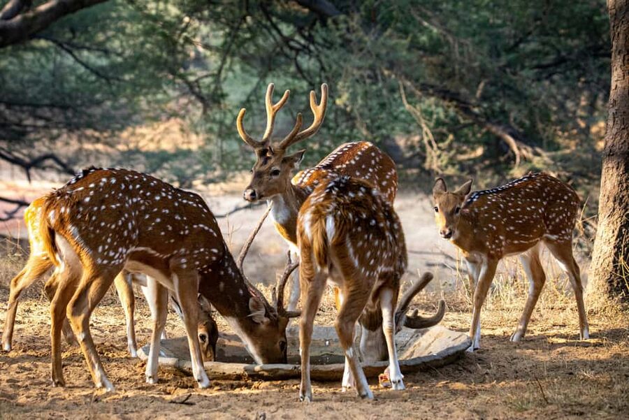 Jhalana Leopard Safari Jaipur – Sunrise & Sunset Jeep Safari - How the price compares with the experience