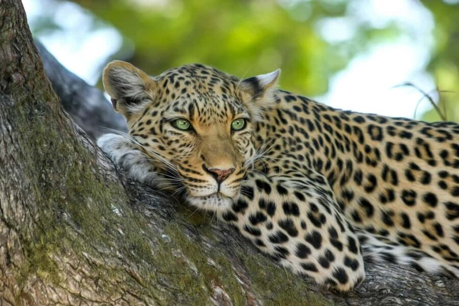 Jhalana Leopard Safari Jaipur – Sunrise & Sunset Jeep Safari - What to pack for a comfortable ride