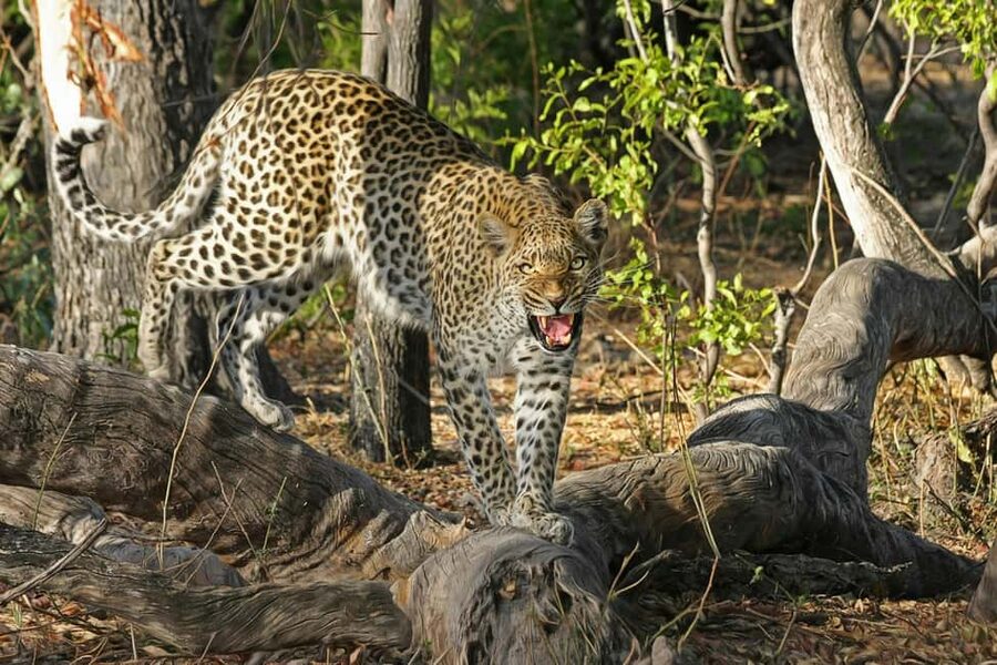Jhalana Leopard Safari Jaipur – Sunrise & Sunset Jeep Safari - My practical booking advice