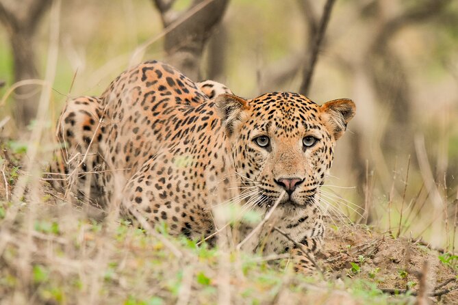 Jhalana Panther Safari Park Tour in Jaipur - A leopard safari on Jaipur’s doorstep