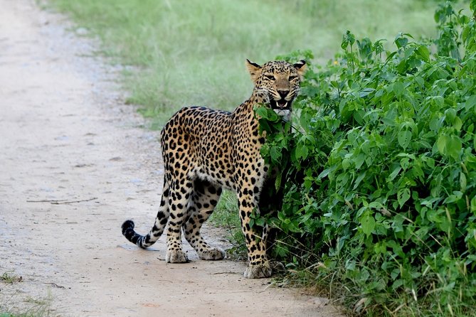 Jhalana Panther Safari Park Tour in Jaipur - Two and a half hours of searching for wildlife
