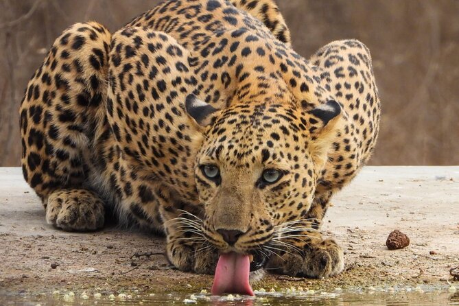 Jhalana Panther Safari Park Tour in Jaipur - Morning or afternoon: choosing your departure