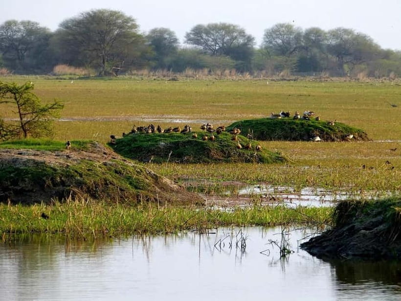 Keoladeo National Park Tickets and Guided Tour - What three hours gives you