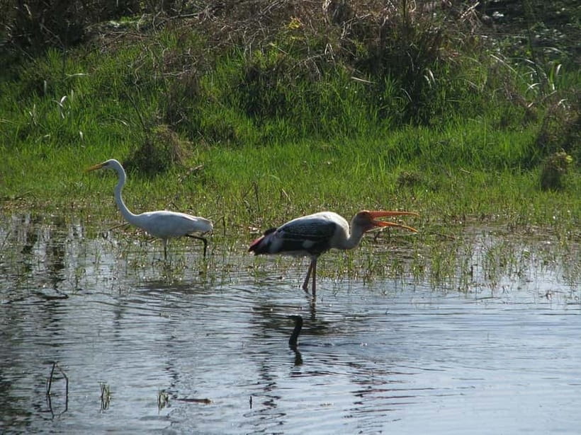 Keoladeo National Park Tickets and Guided Tour - Is $43 a fair price?