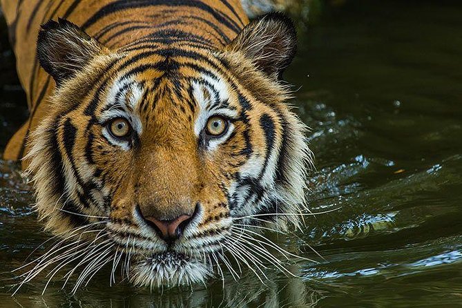 Private 2-Day Tour to Ranthambhore Tiger Safari from Jaipur - What the $220 price really covers