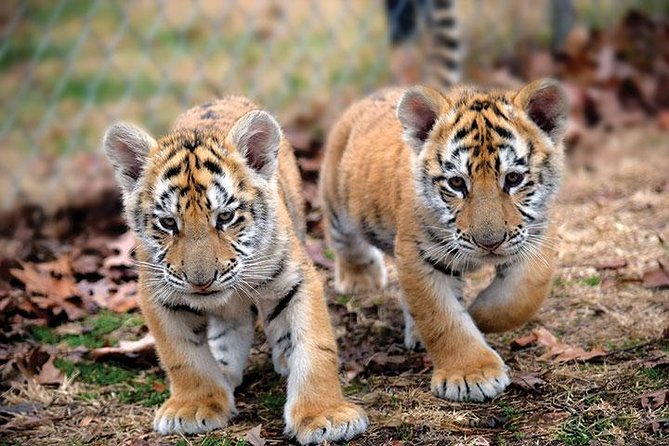 Private 2-Day Tour to Ranthambhore Tiger Safari from Jaipur - Who will enjoy this trip most