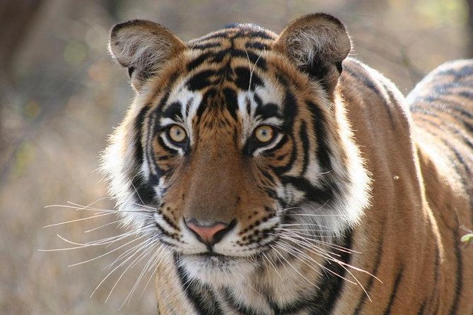 Private 2-Day Tour to Ranthambhore Tiger Safari from Jaipur - Checking in and settling near the park