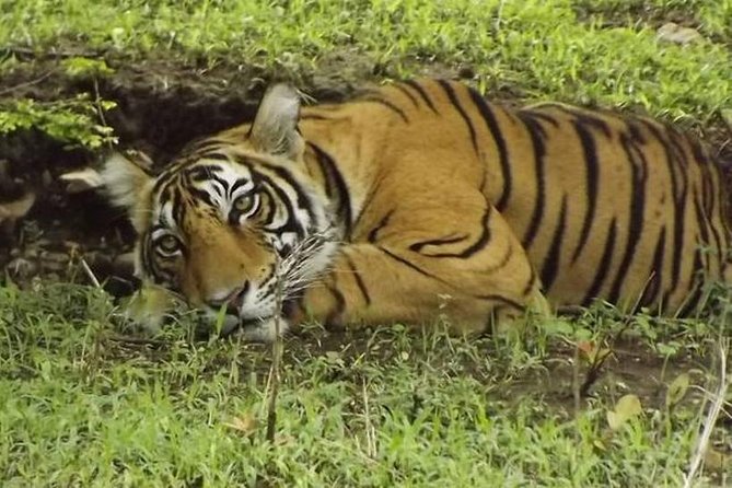 Private 4-Day Wildlife & Taj Mahal Tour from Jaipur to Delhi - Cars, guides, hotels, and what the price really covers