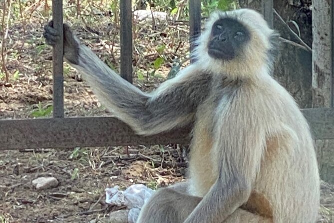 Private Day Trip to Abhaneri Stepwell & Monkey Temple from Jaipur - A practical look at the $30 price