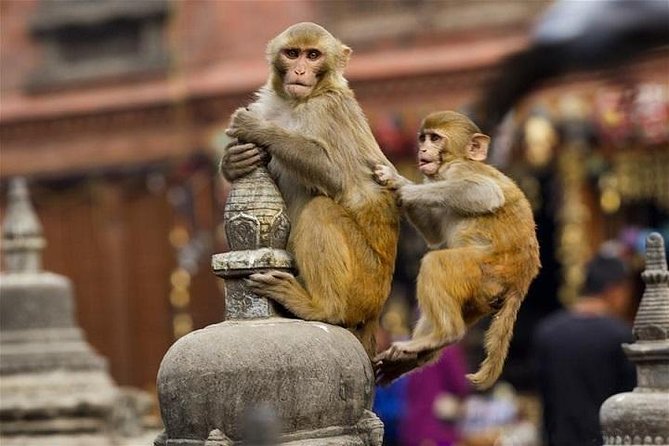 Private Day Trip to Abhaneri Stepwell & Monkey Temple from Jaipur - What the private car changes