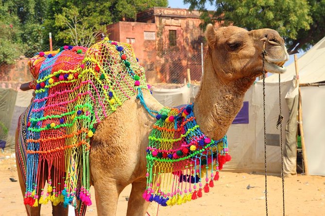 Private Day Trip to Ajmer and Pushkar from Jaipur - Key points to know before booking