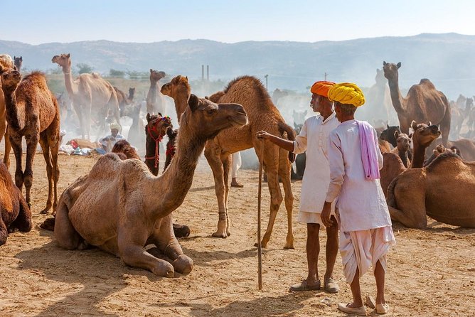 Private Day Trip to Ajmer and Pushkar from Jaipur - Pushkar Lake and the ghats around the water