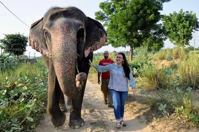 Private Elephant Sanctuary - Meeting rescued elephants near Jaipur