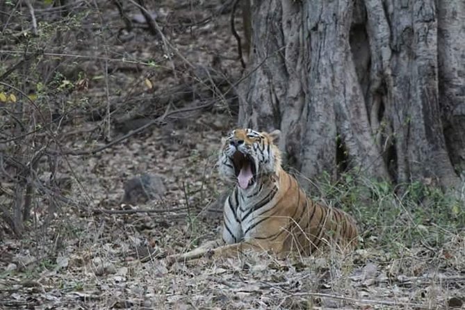 Private Full Day Trip to Ranthambore - Key points to know before booking