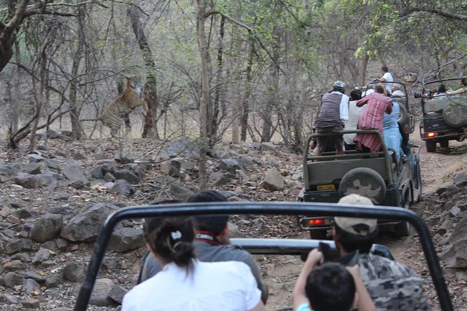 Private Full Day Trip to Ranthambore - Why this Jaipur to Ranthambore trip makes sense