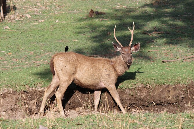 Private Full Day Trip to Ranthambore - Who will enjoy this long private outing