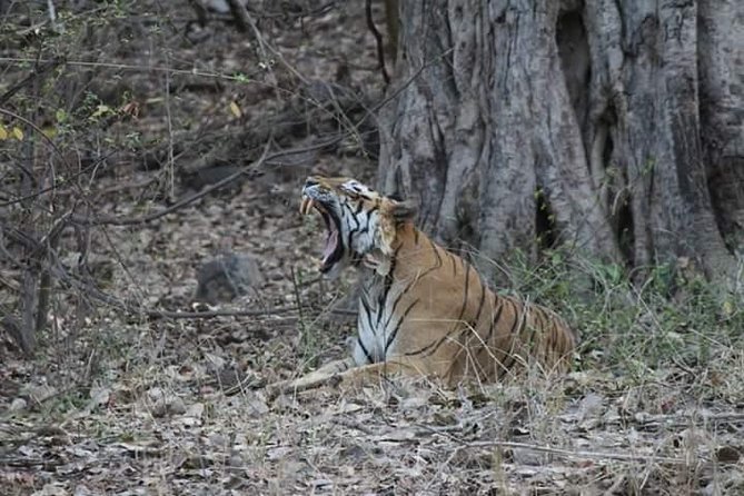 Private Full Day Trip to Ranthambore - The 8:30 a.m. pickup from Jaipur