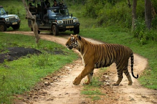 Private Tour to Sariska Tiger National Park by Car from Jaipur - A long Jaipur day with a real wildlife goal