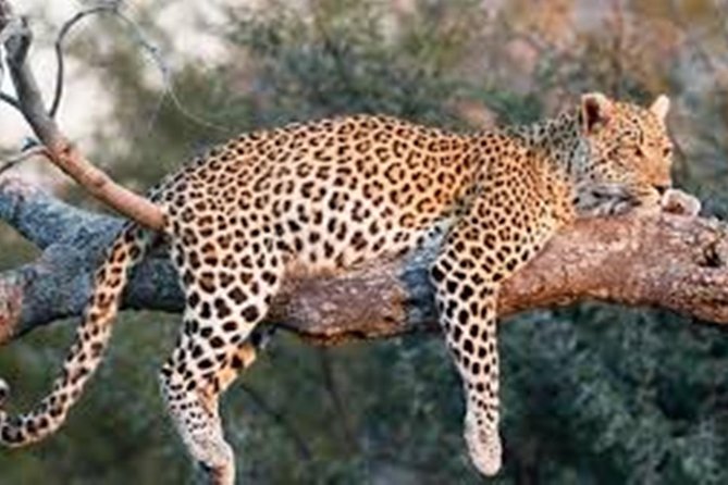 Private Tour to Sariska Tiger National Park by Car from Jaipur - The 2 to 5:30 p.m. safari window
