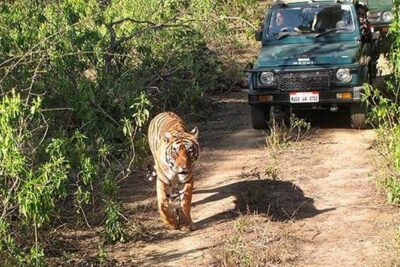 Private Tour to Sariska Tiger National Park by Car from Jaipur