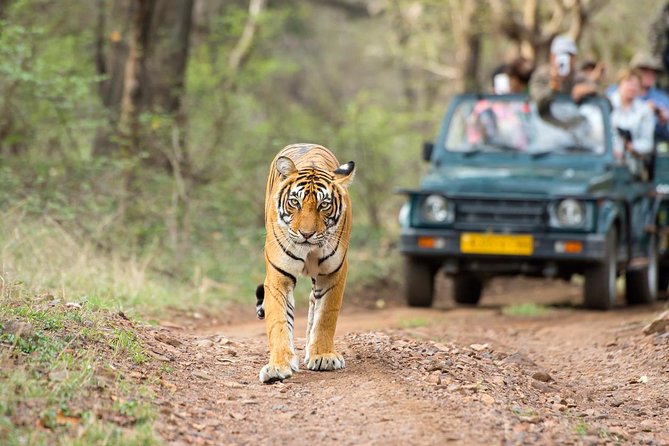 Ranthambore Tiger Safari Day trip from Jaipur - All Inclusive - The long road from Jaipur to Ranthambore