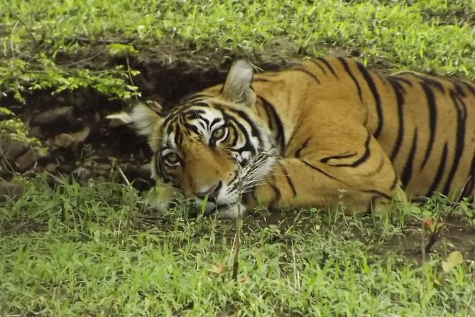 Ranthambore Tiger Safari Day trip from Jaipur - All Inclusive - How likely is a tiger?